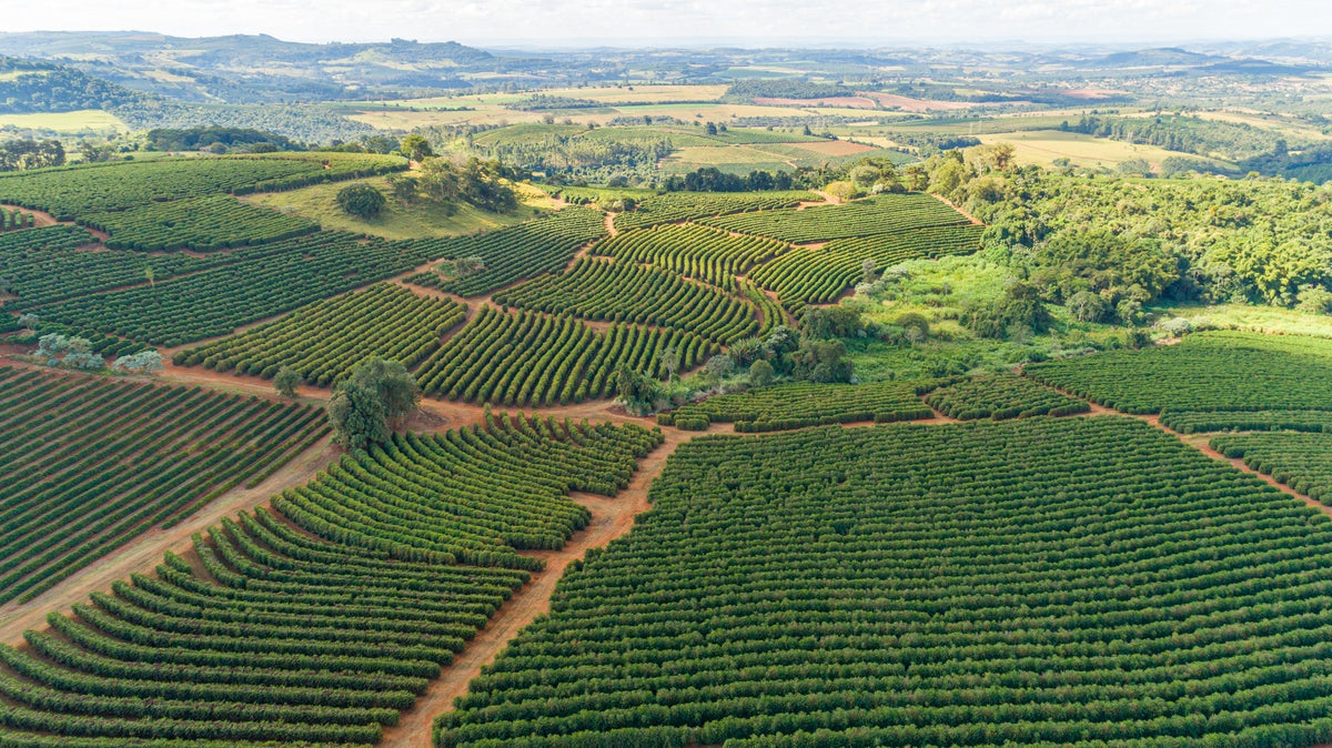 The World of Coffee is Vast